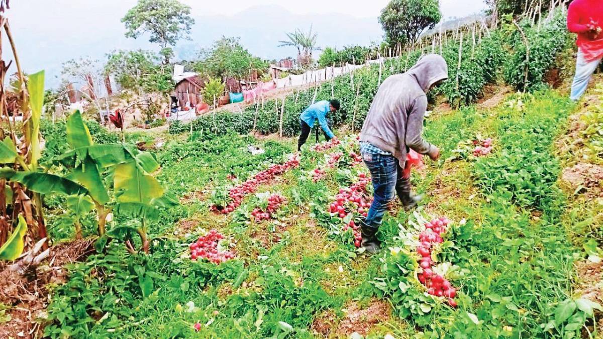 El Merendón: Horticultores urgen asistencia