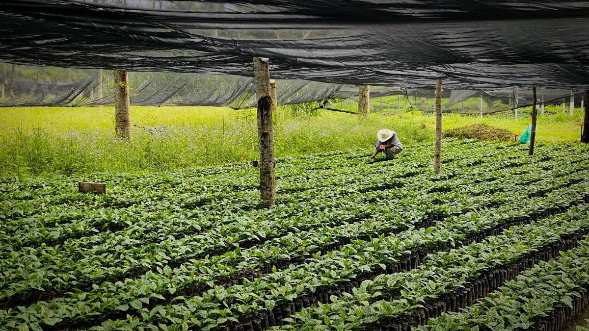 Producción de café en el occidente de Honduras.