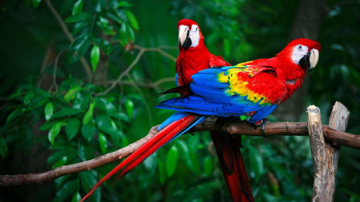 Copán celebra la libertad de 12 guacamayas rojas