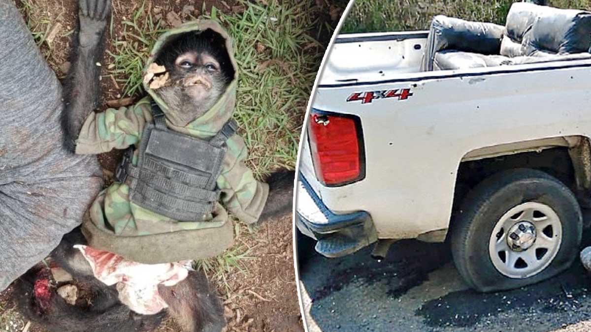 Mono sicario fue acribillado durante un enfrentamiento entre narcos