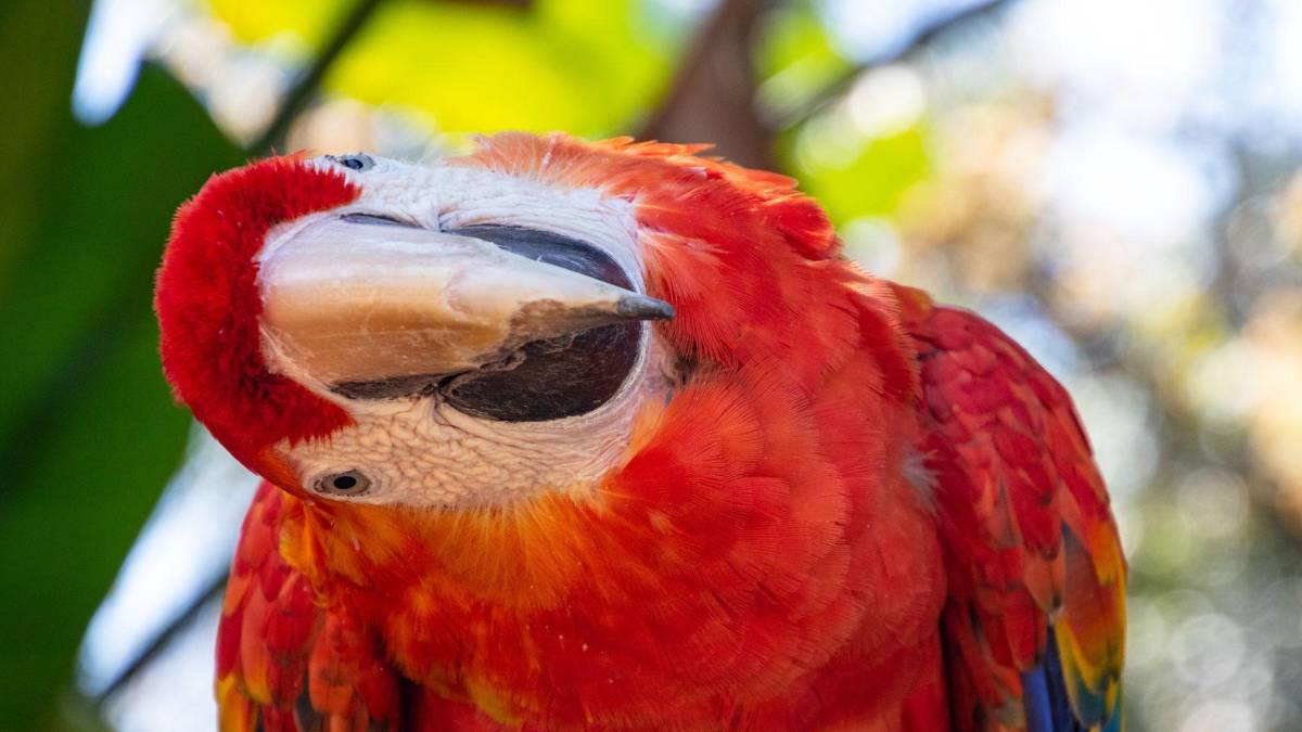 Copán celebra la libertad de 12 guacamayas rojas