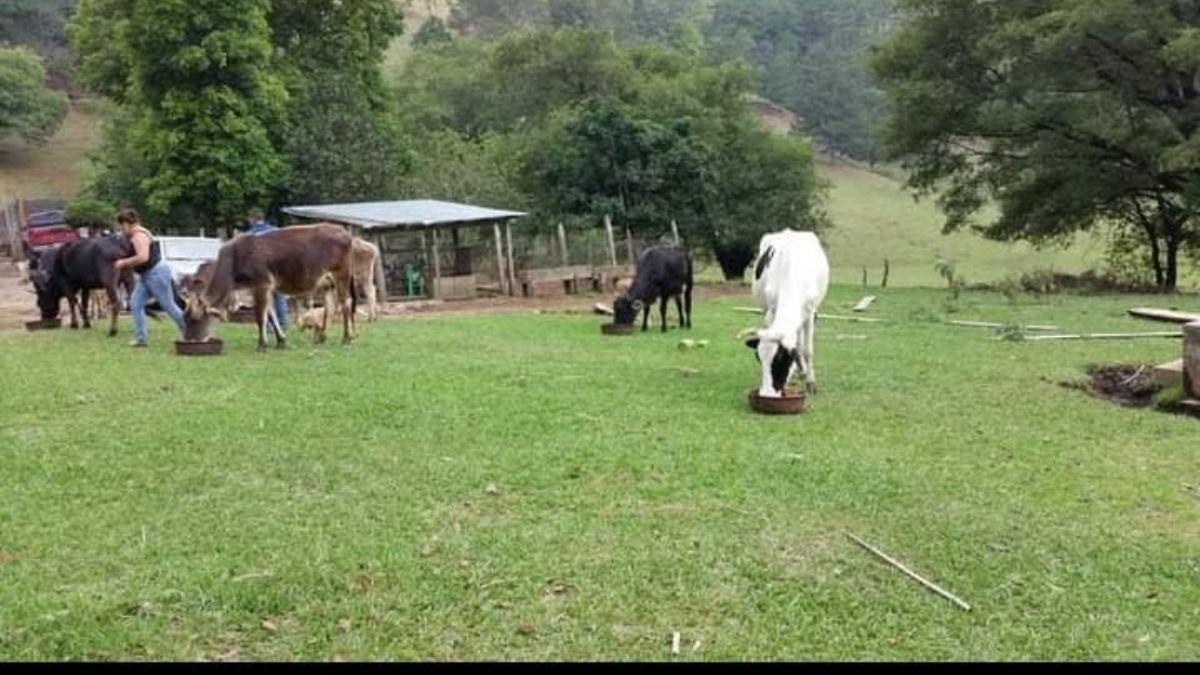 Nelson es un apasionado a las vacas, caballos y gracias al amor de estos animales de granja es que se le apoda el “Toro”.