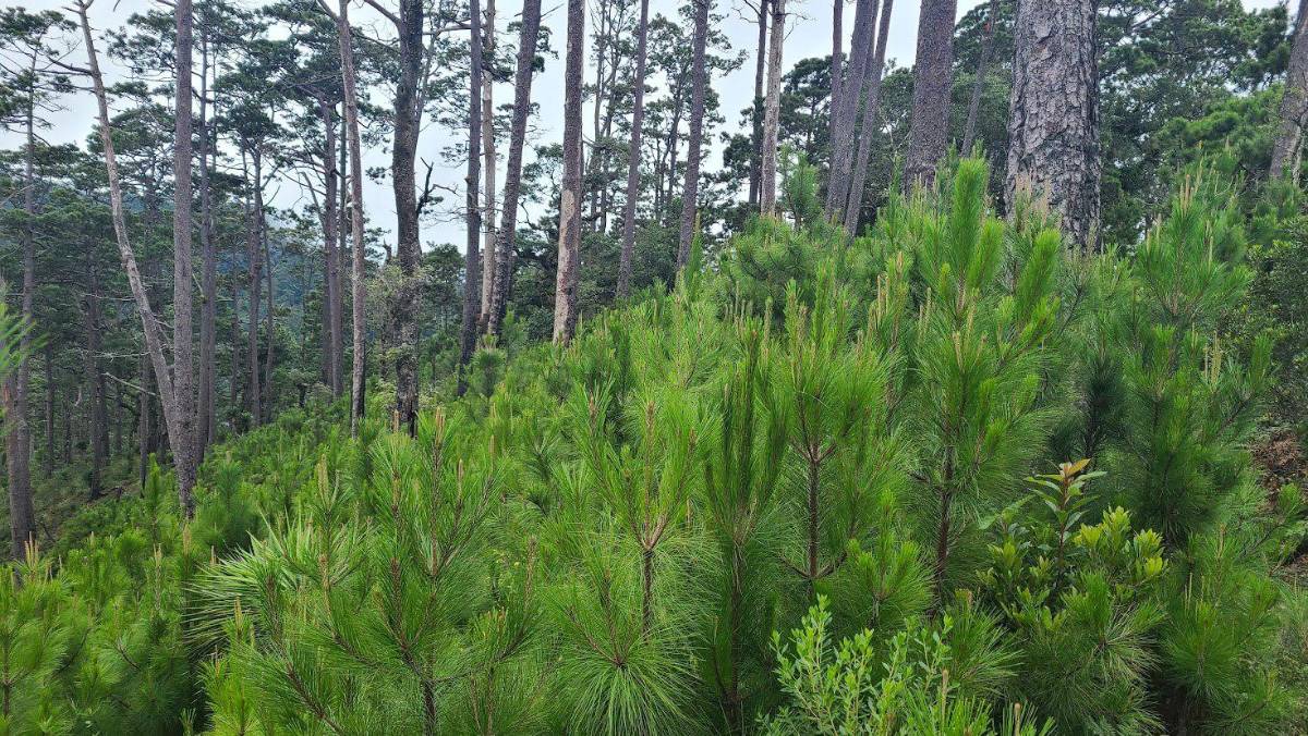 Regeneración natural de bosque en área que por años fue utilizada para ganadería.