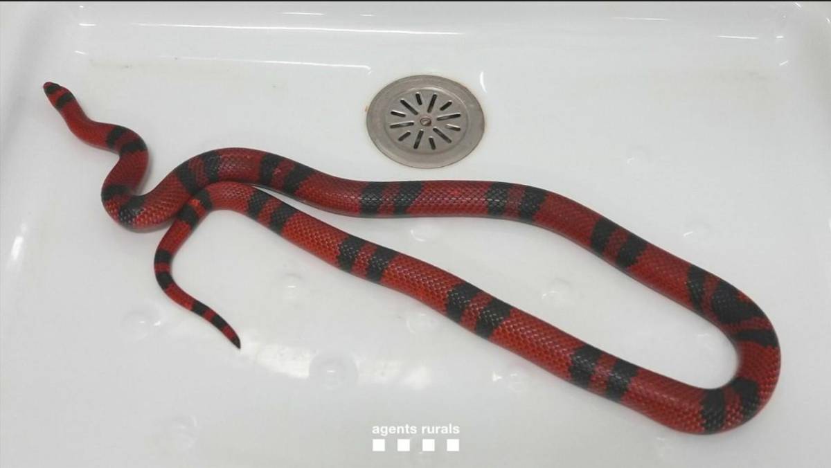 Así fue encontrada la serpiente en Terrassa.