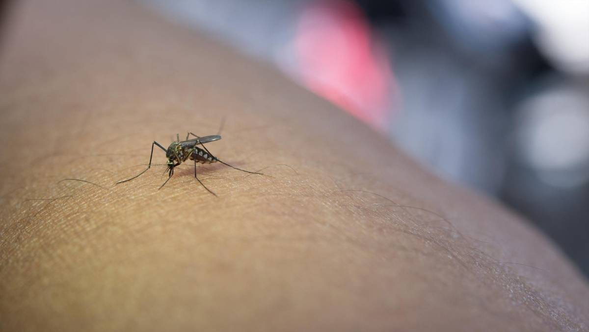 Cinco estrategias efectivas para prevenir el dengue