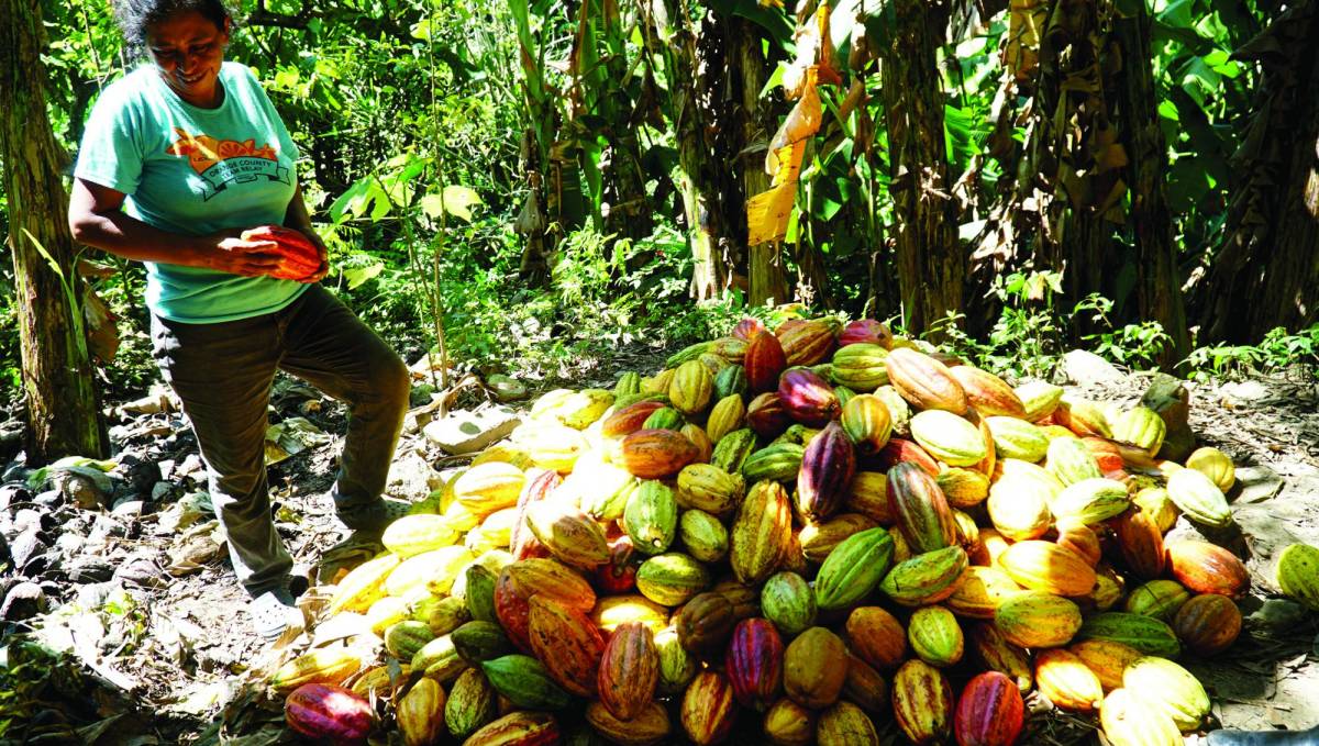 Productores cosechan cacao en una finca familiar de Choloma, Cortés, donde han establecido un sistema agroforestal desde hace 15 años.