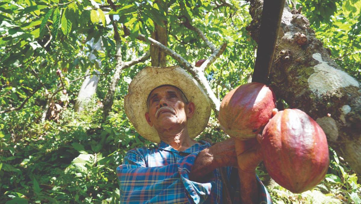 Una política de L156 mil millones para fortalecer el agro