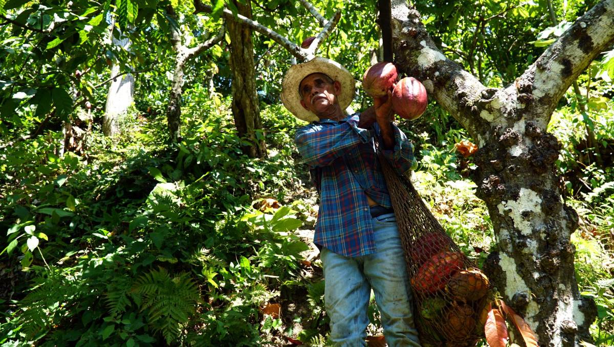 Hay 32,000 hectáreas aptas para cacao: cultivamos 6,000
