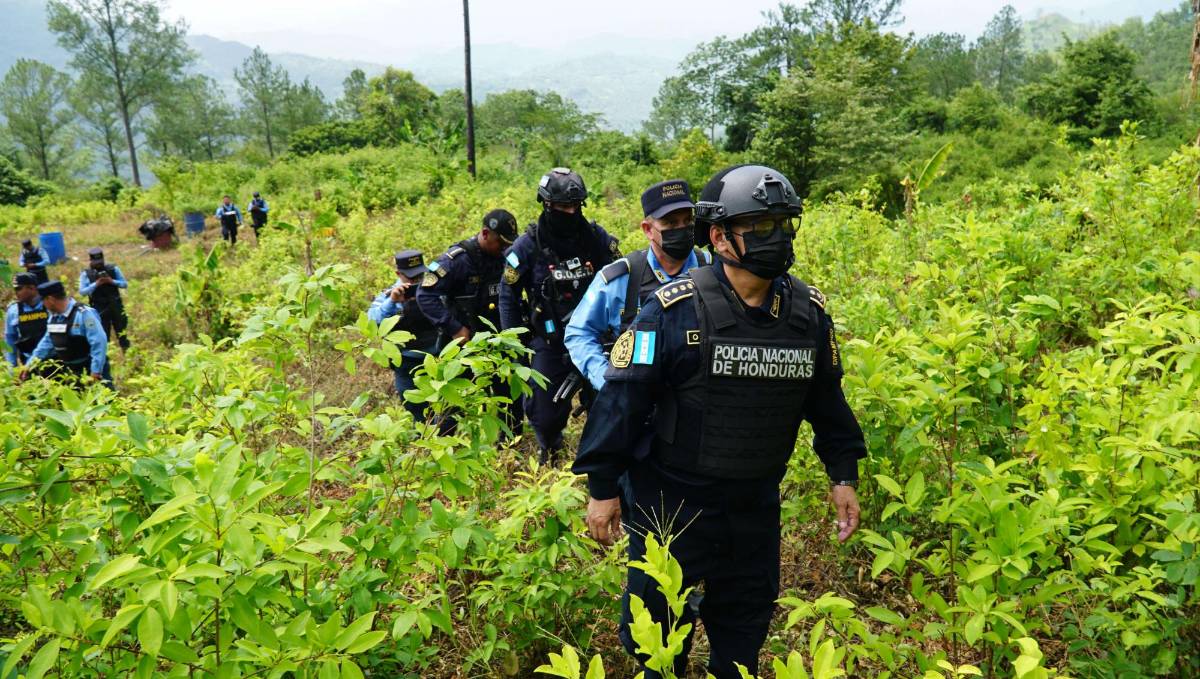 Honduras, el mayor productor de pasta de coca de carteles mexicanos