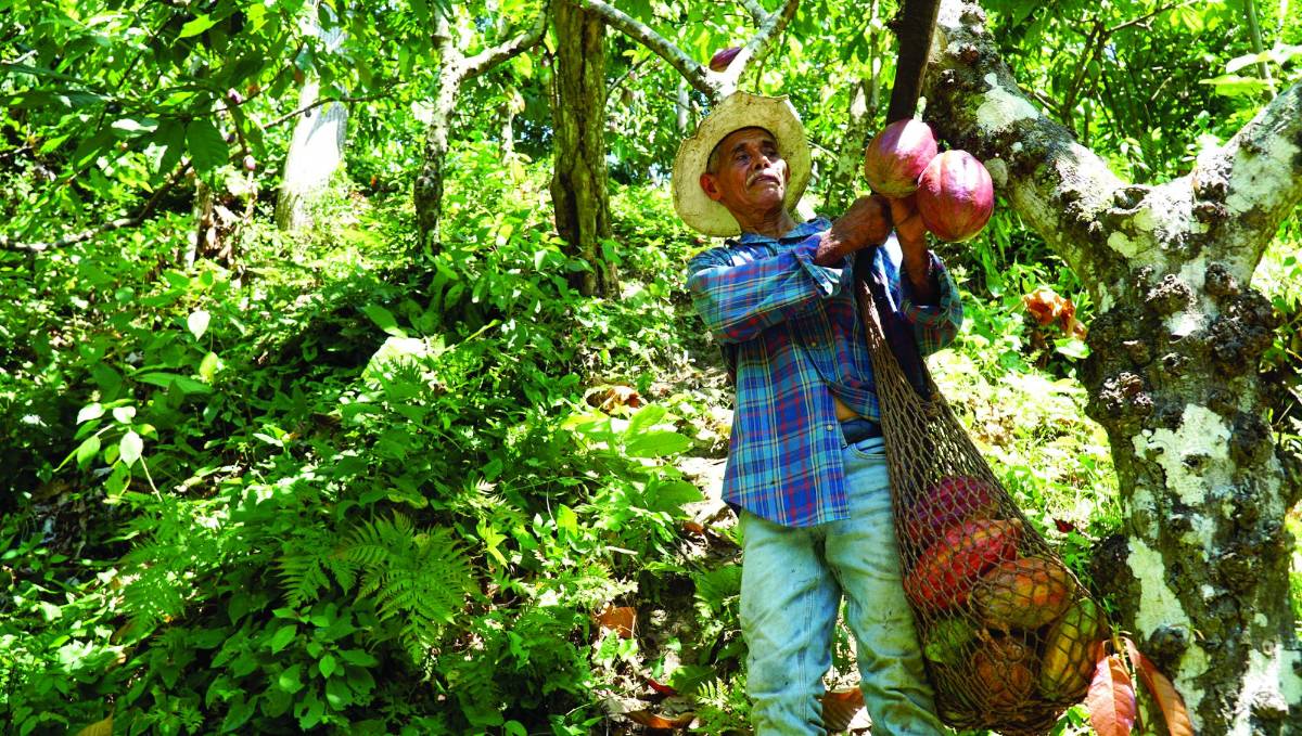 El cambio climático ha ocasionado pérdidas de cultivo a nivel mundial.