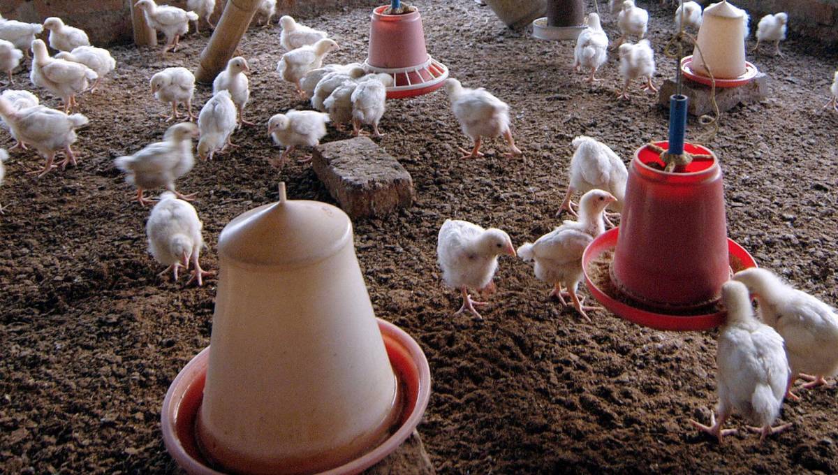 El Salvador, en “alerta preventiva” ante gripe aviar y no se reportan casos