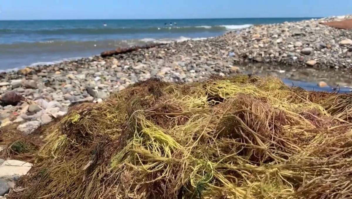 En el mar frente a la playa de Los Maestros en La Ceiba, existen una gran variedades de algas marinas comestibles. La extracción de algas se ha expandido en el mundo.