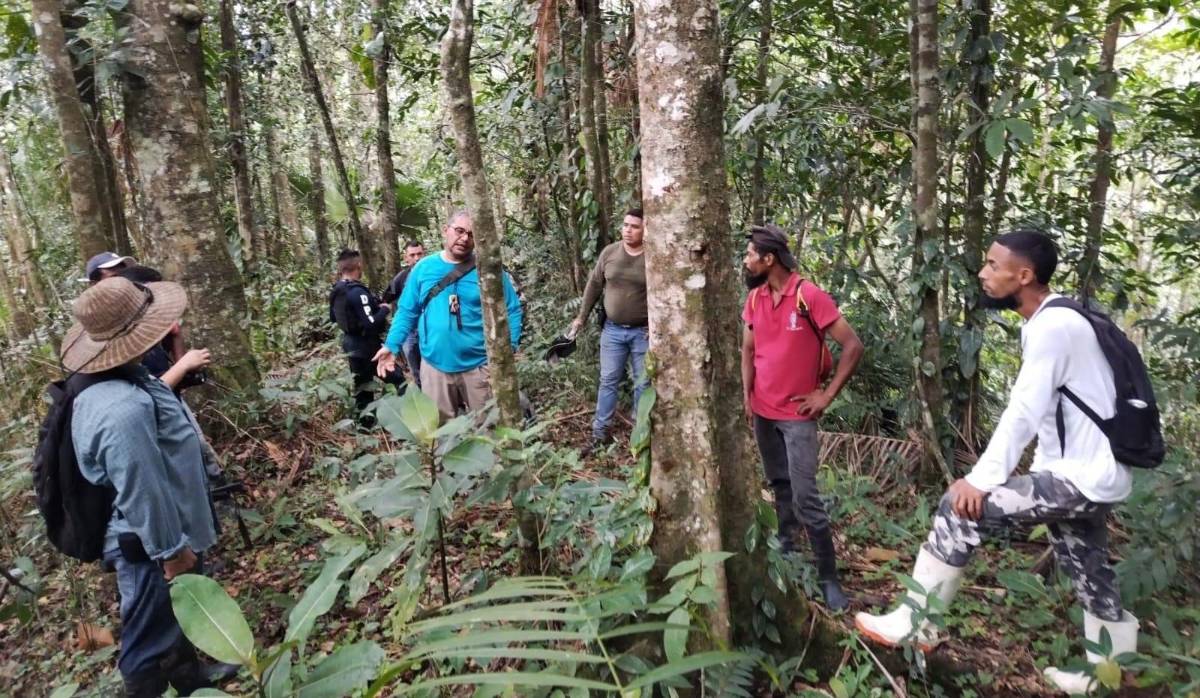 Ganadería está acabando con el bosque del río Cangrejal