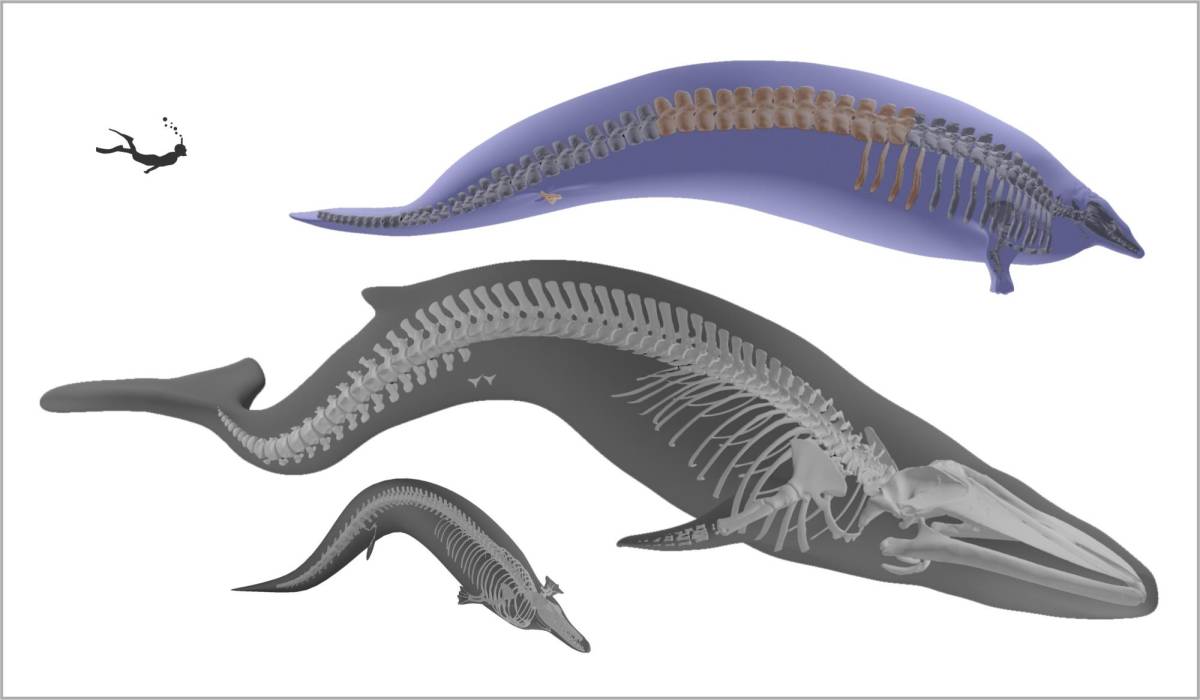 Comparación del Perucetus, arriba, con una ballena azul, en el centro, y otro basilosáurido más pequeño, Cynthiacetus peruvianus.