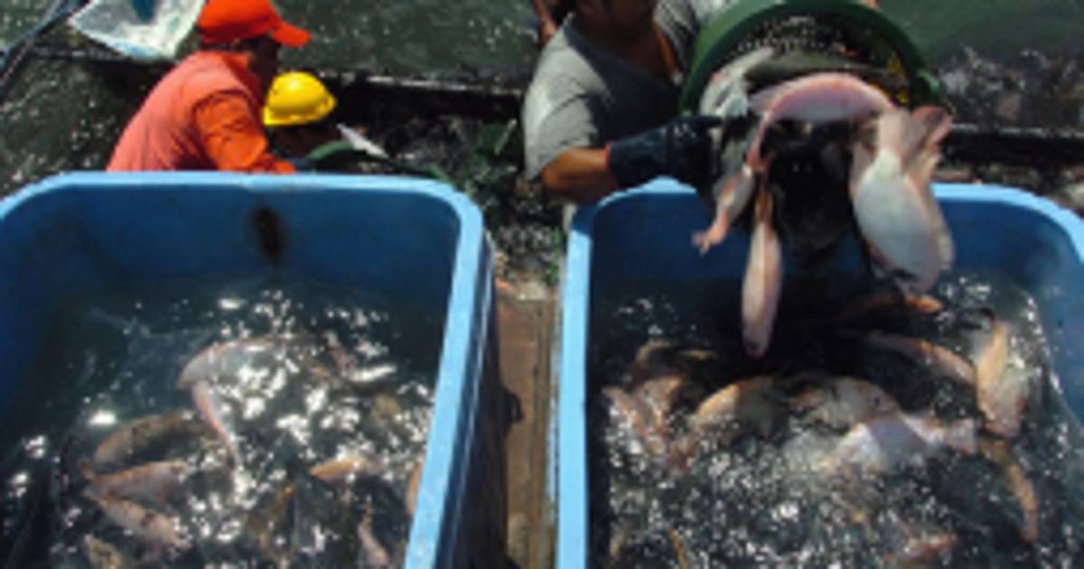 Impulsan el cultivo de tilapia en el sur de Honduras