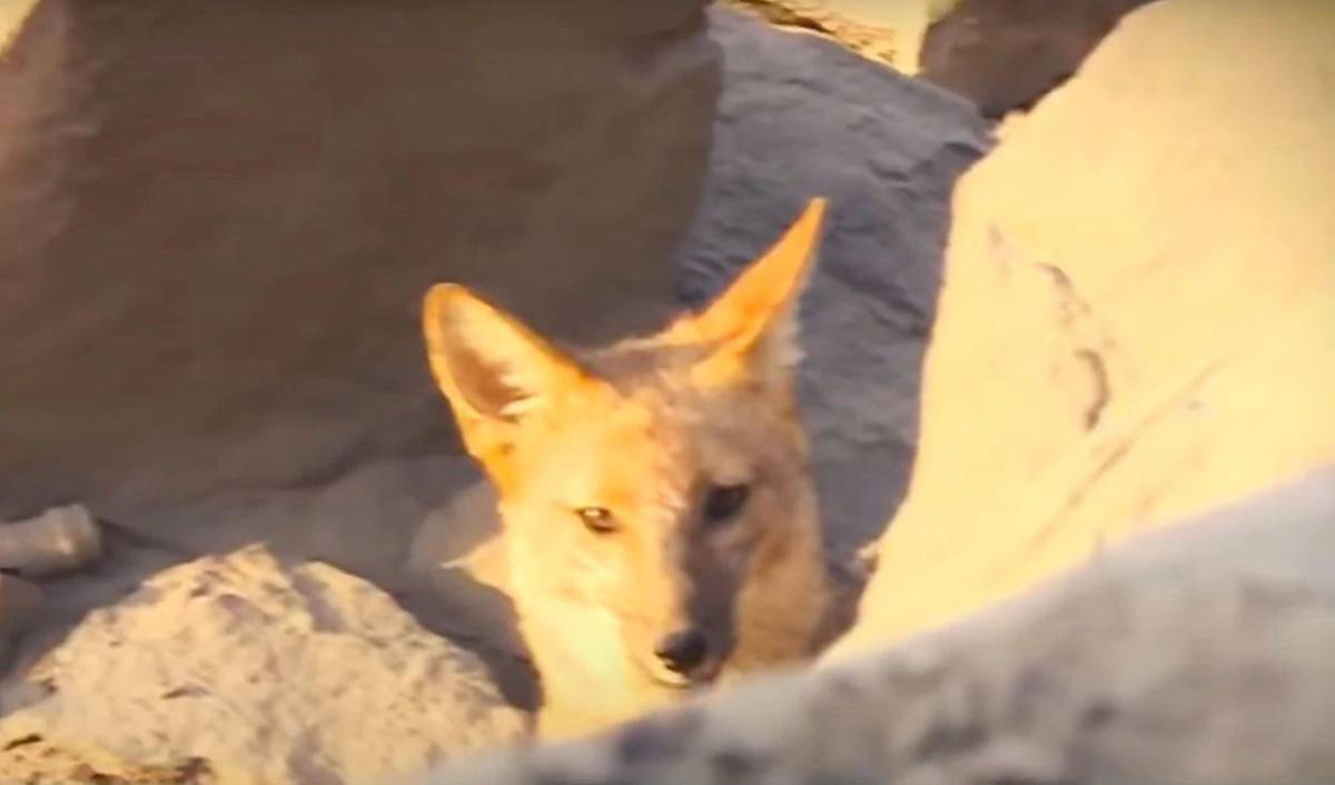 Familia descubre que su perro era en realidad un zorro que aterrorizaba su barrio