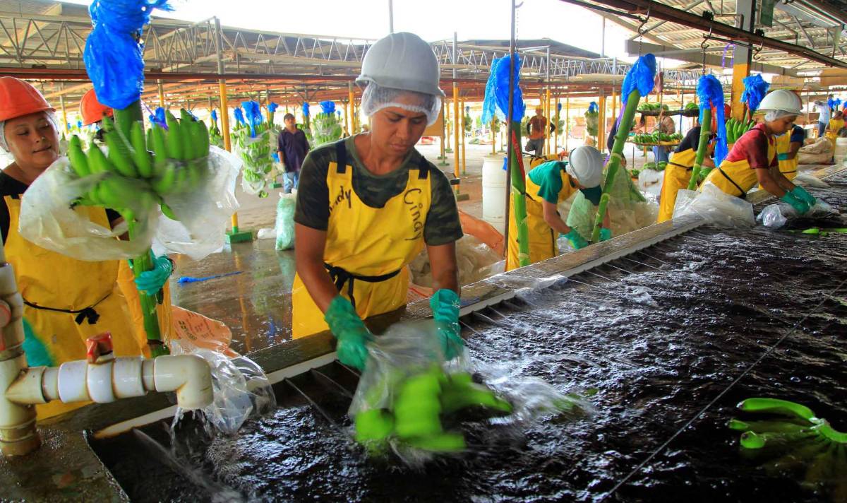 Honduras compra menos bananos a Guatemala y es el tercer exportador de CA