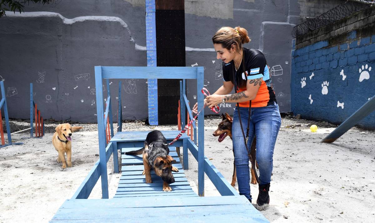 Primer parque de perros es sensación en su primera semana