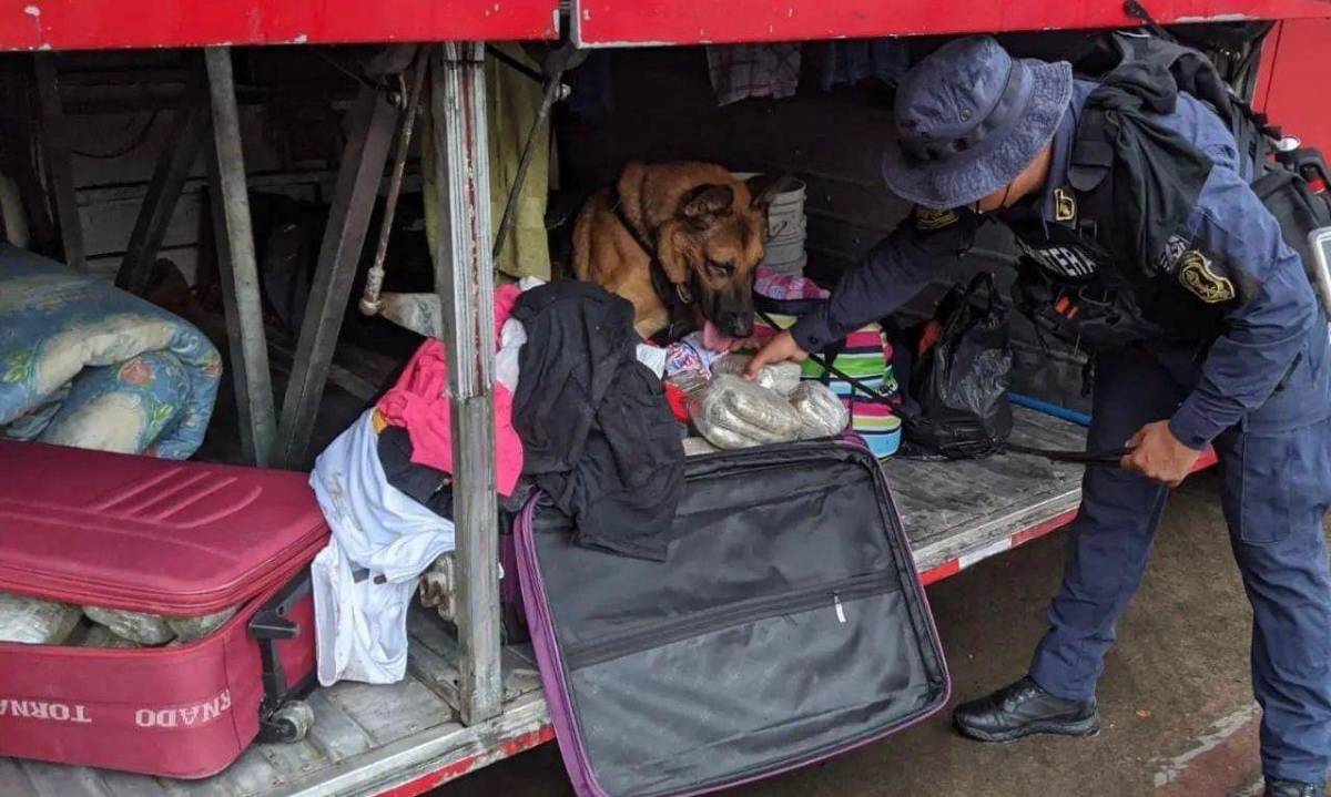 Las féminas requeridas trasladaban la presunta droga en un compartimiento de maletas de un autobús.