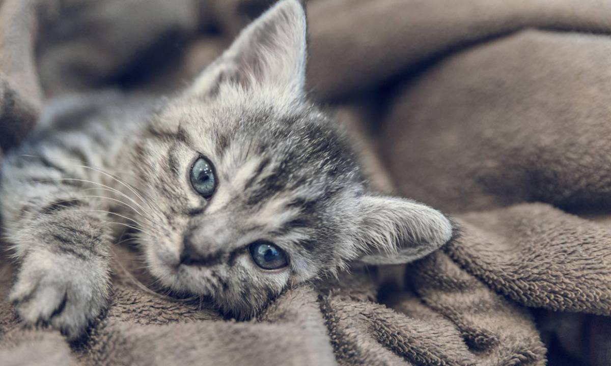 ¡Alerta! estas son las señales de que un gato podría morir pronto