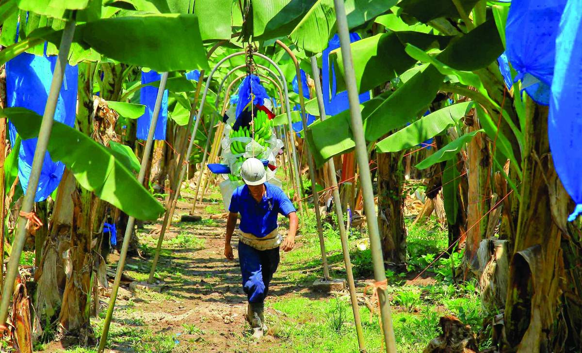 Bananeros venden las tierras por falta de apoyo financiero