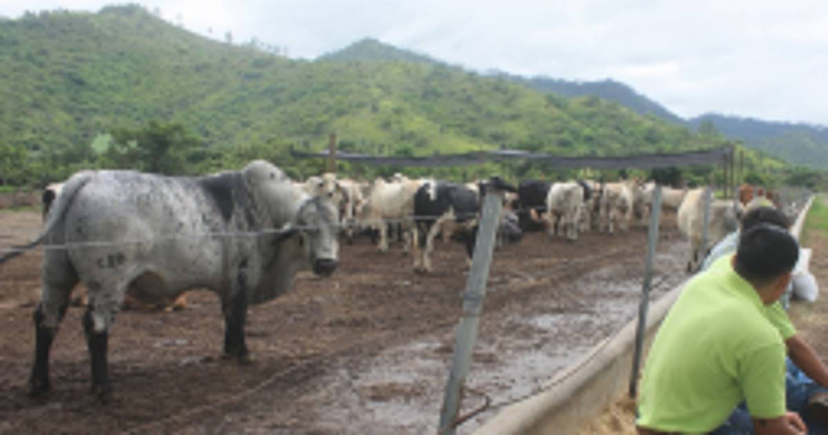 Ganaderos de Honduras piden acciones para recuperar el hato bovino