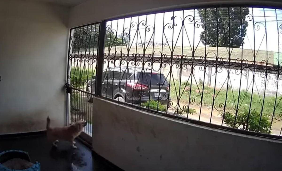 Cae sospechoso de envenenar perros para robar casas en El Progreso