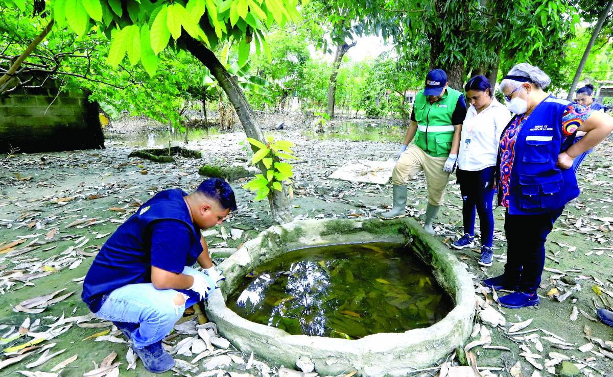 El 47% de las viviendas de SPS tienen criaderos de zancudos