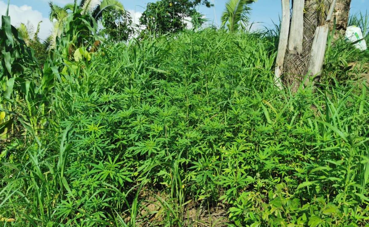 Fuerzas Armadas asegura plantación de marihuana en Tocoa, Colón