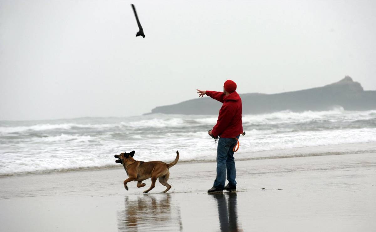El artículo “proporciona más evidencia de que los perros podrían comprender las vocalizaciones humanas mucho mejor” de lo que se pensaba.