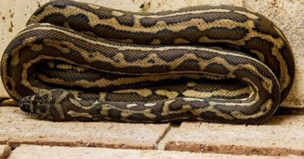 EUA Hallan 100 pitones muertas en una casa de Florida