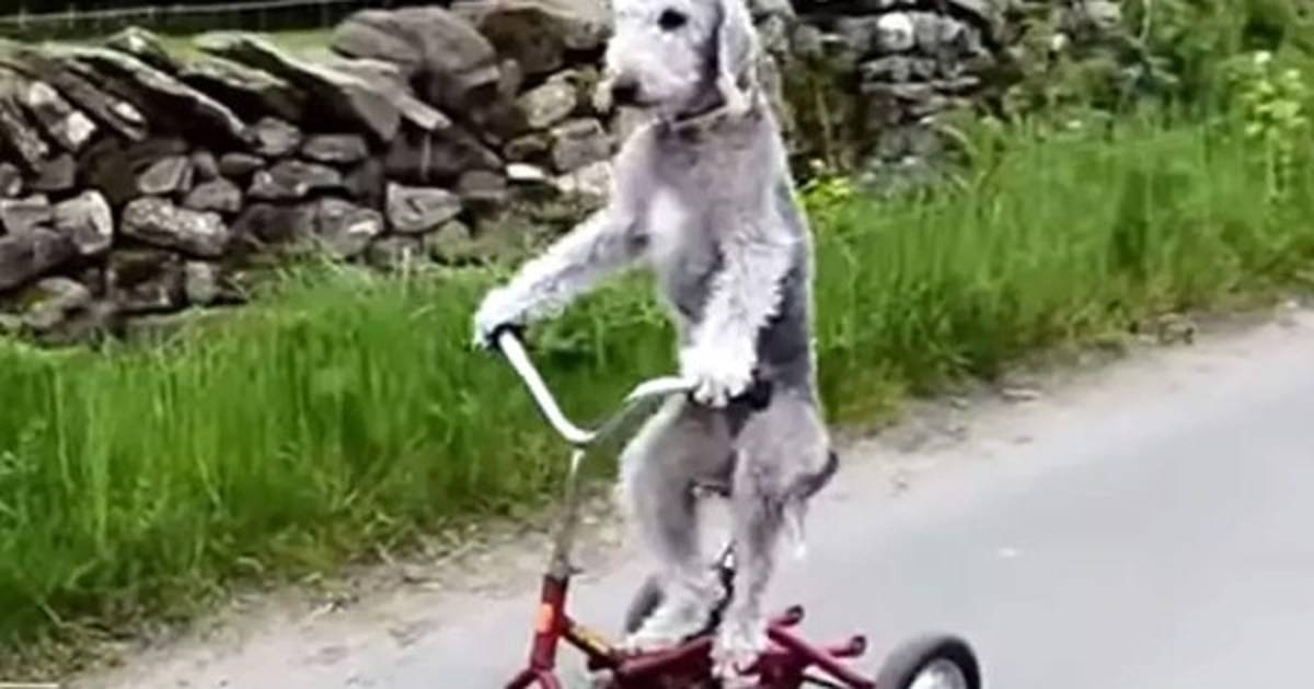 Perro Barry Barry el perro que anda en bicicleta