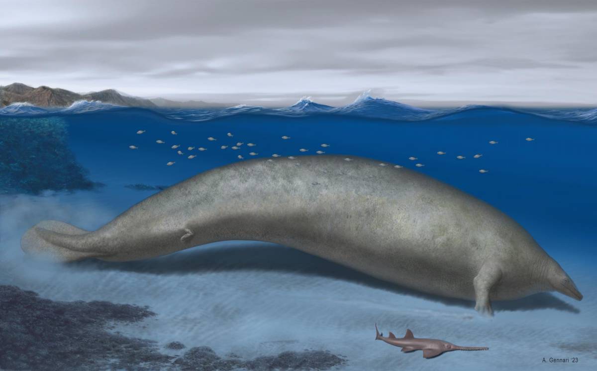 Es posible que esta antigua ballena haya sido el animal más pesado de la historia