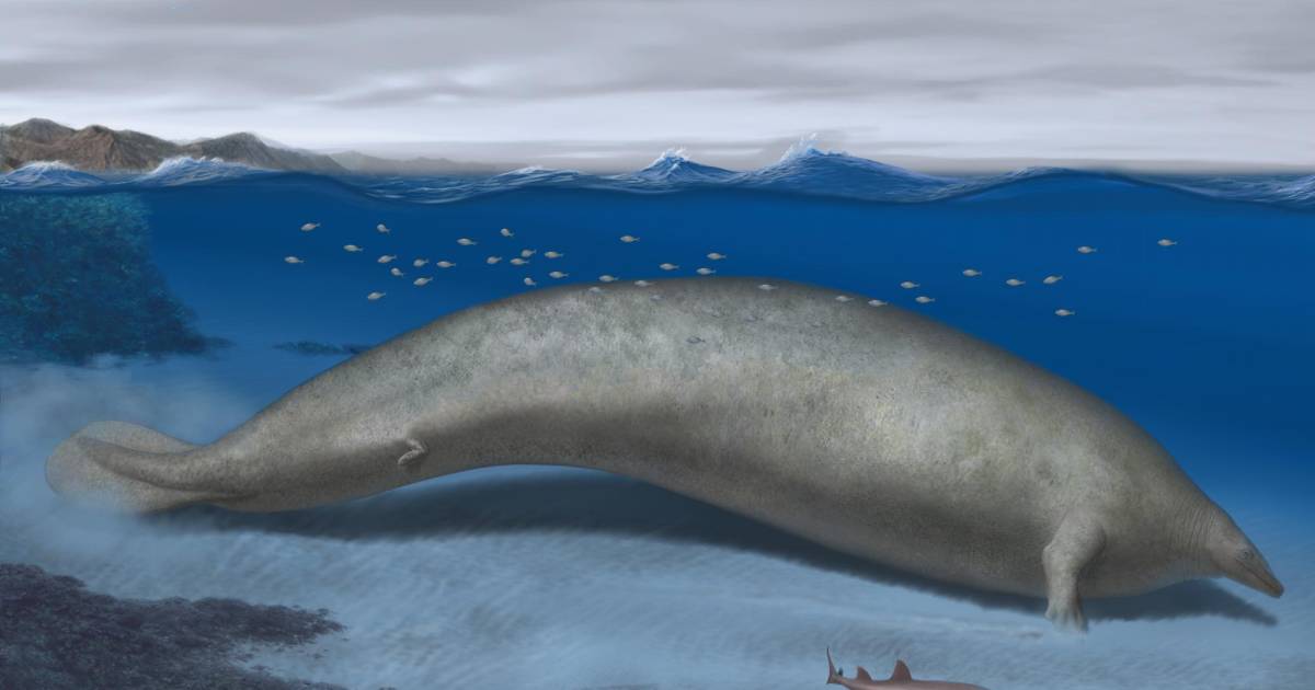 This ancient whale may have been the heaviest animal in history