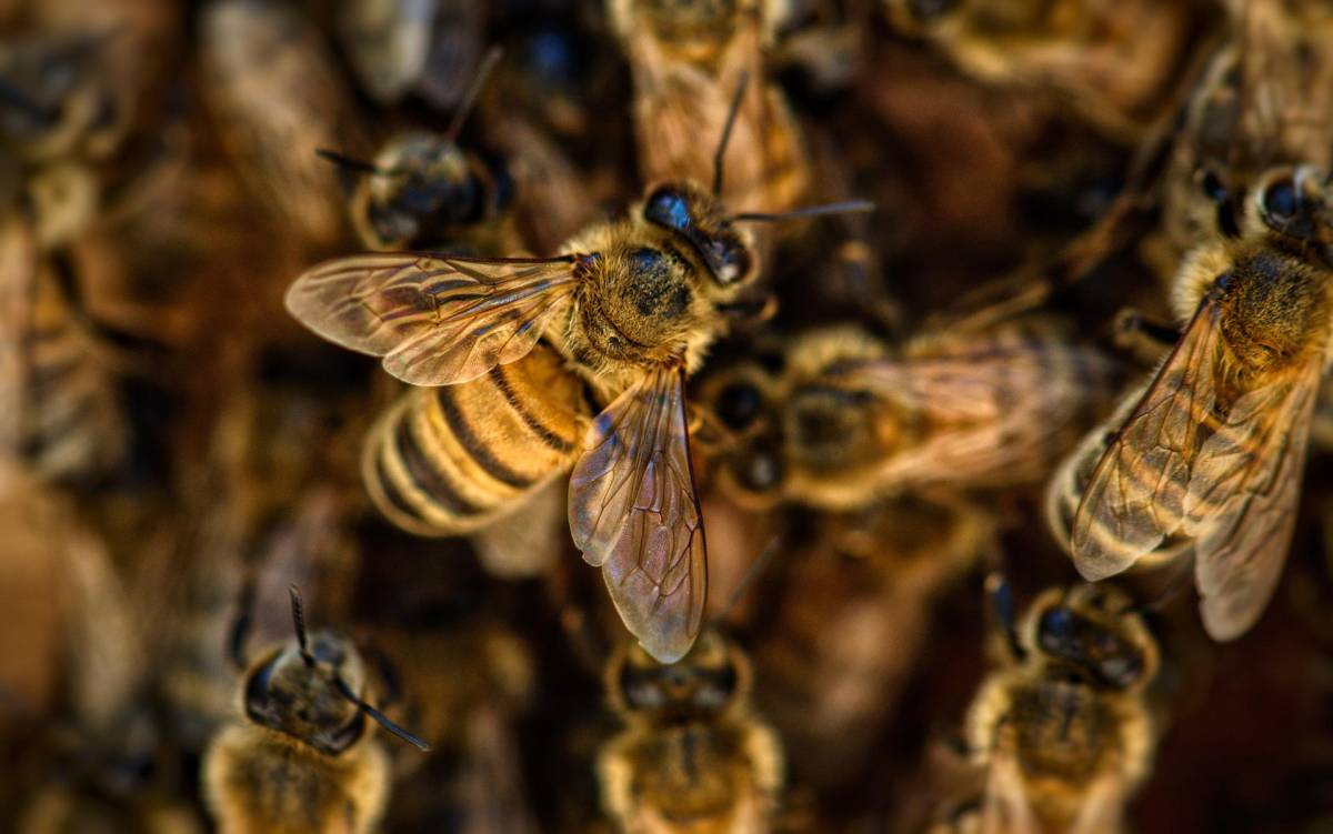 Hondureño muere tras ser atacado por enjambre de abejas africanizadas