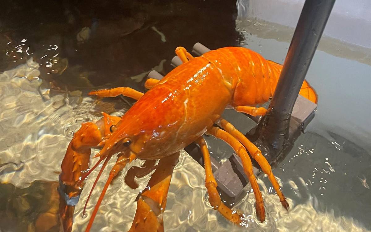 Empleados de un restaurante salvan de morir a rara langosta de color naranja