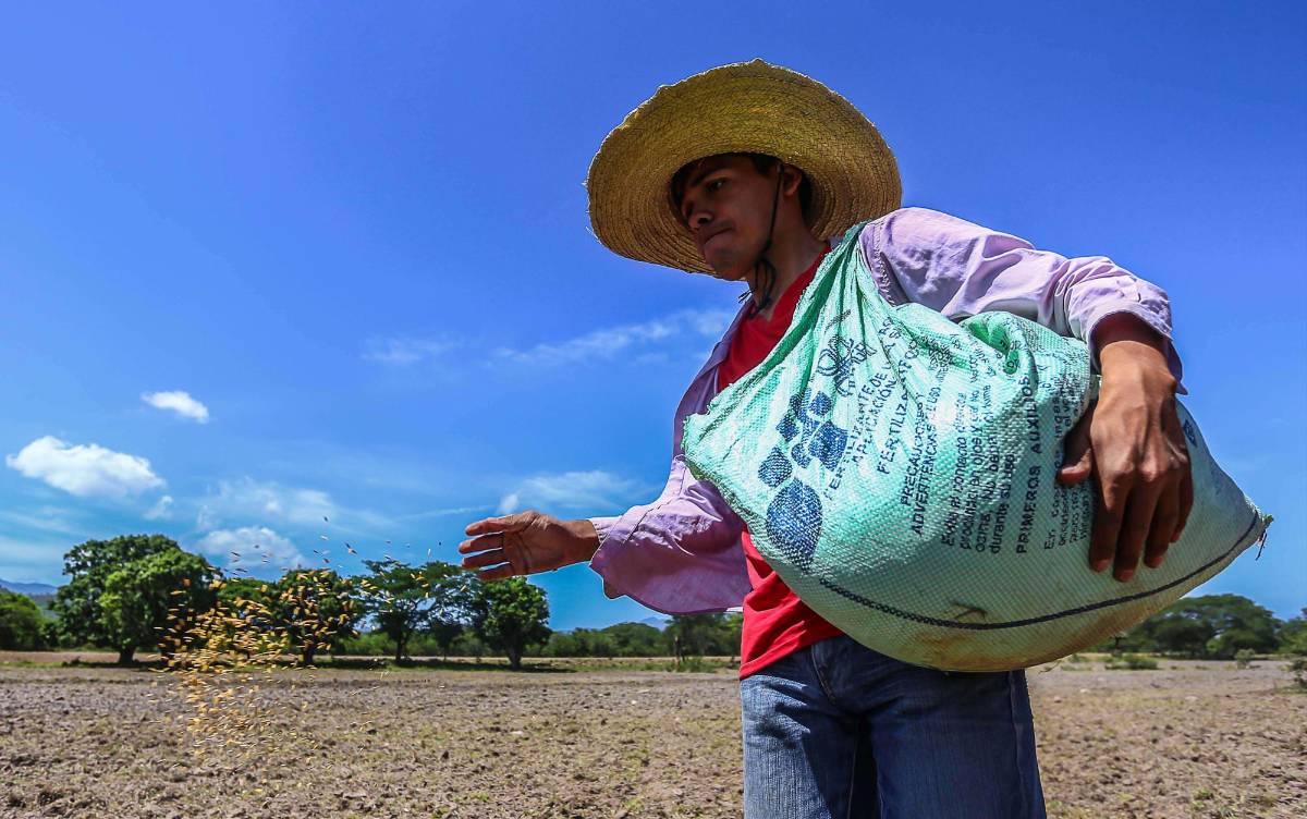 Producción de frijol caerá en más de 30% y el arroz en 50%