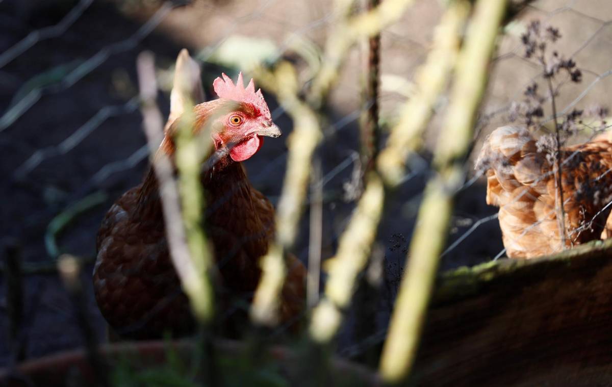 La UE limita la entrada de aves de corral de Canadá, EEUU y R.Unido por la gripe aviar