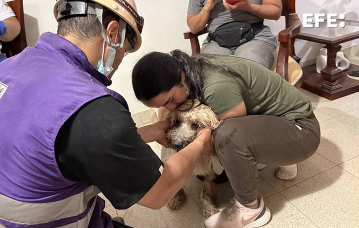 Antonio, el perro rescatado de los escombros en Colombia, alimenta la esperanza de una familia