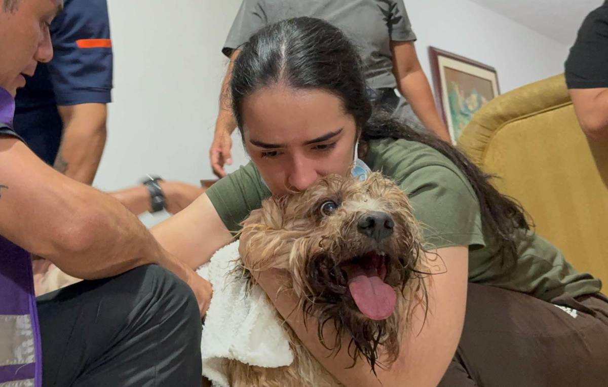 Antonio, el perro rescatado de los escombros en Colombia, alimenta la esperanza de una familia
