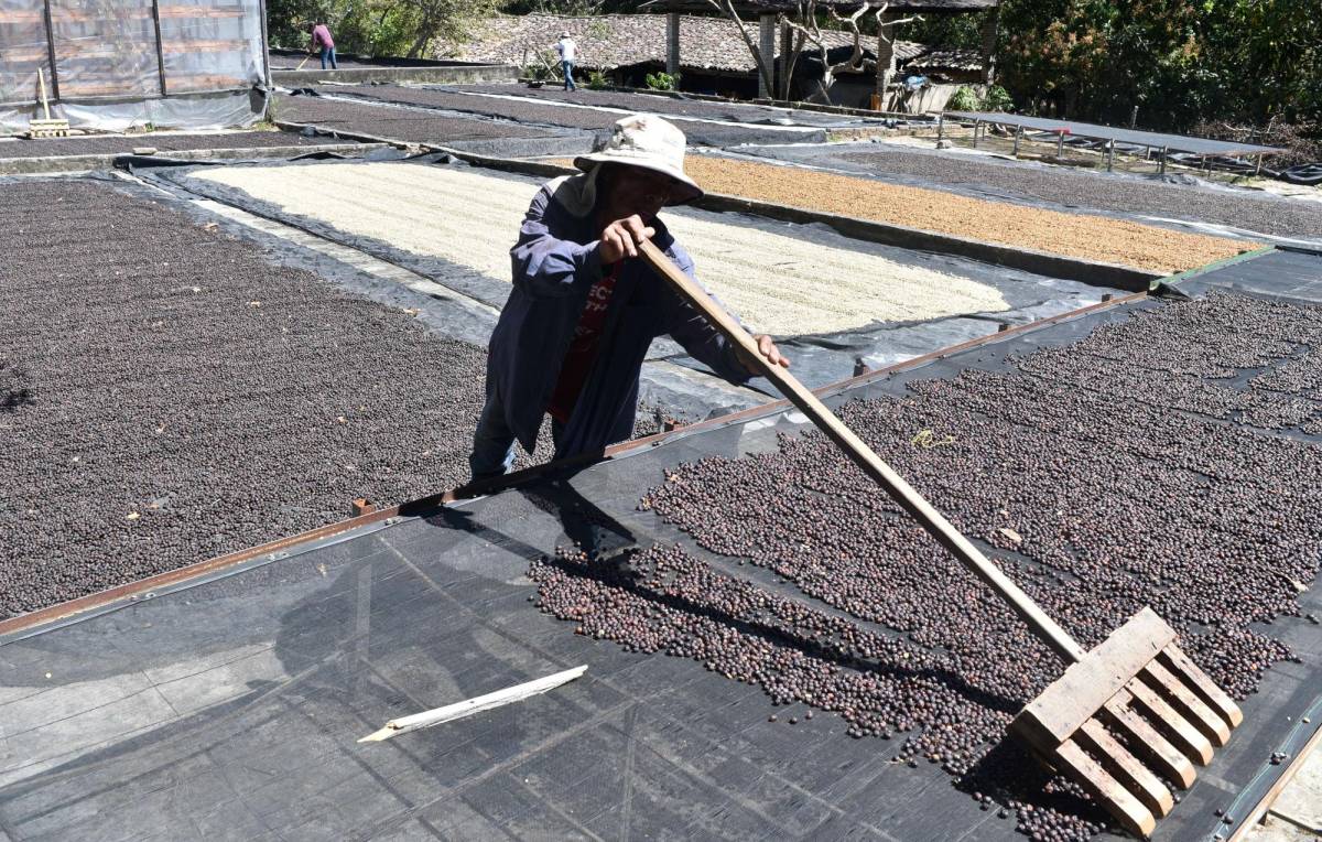 En 75% ha disminuido la mano de obra en el sector cafetalero