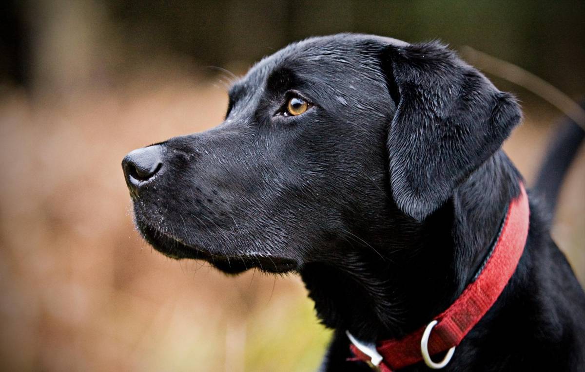 ¿Quiere que su perro viva más tiempo? Siga estos consejos