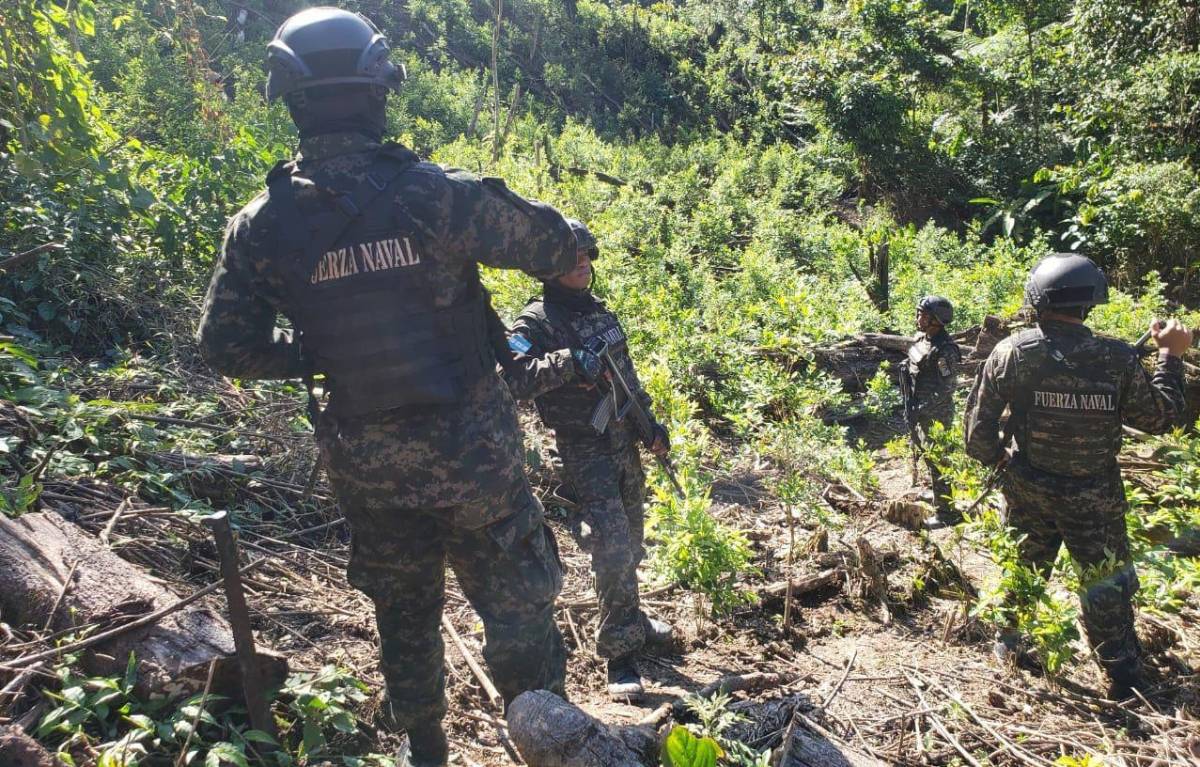 En reserva forestal tenían sembrados más de 60,000 arbustos de coca