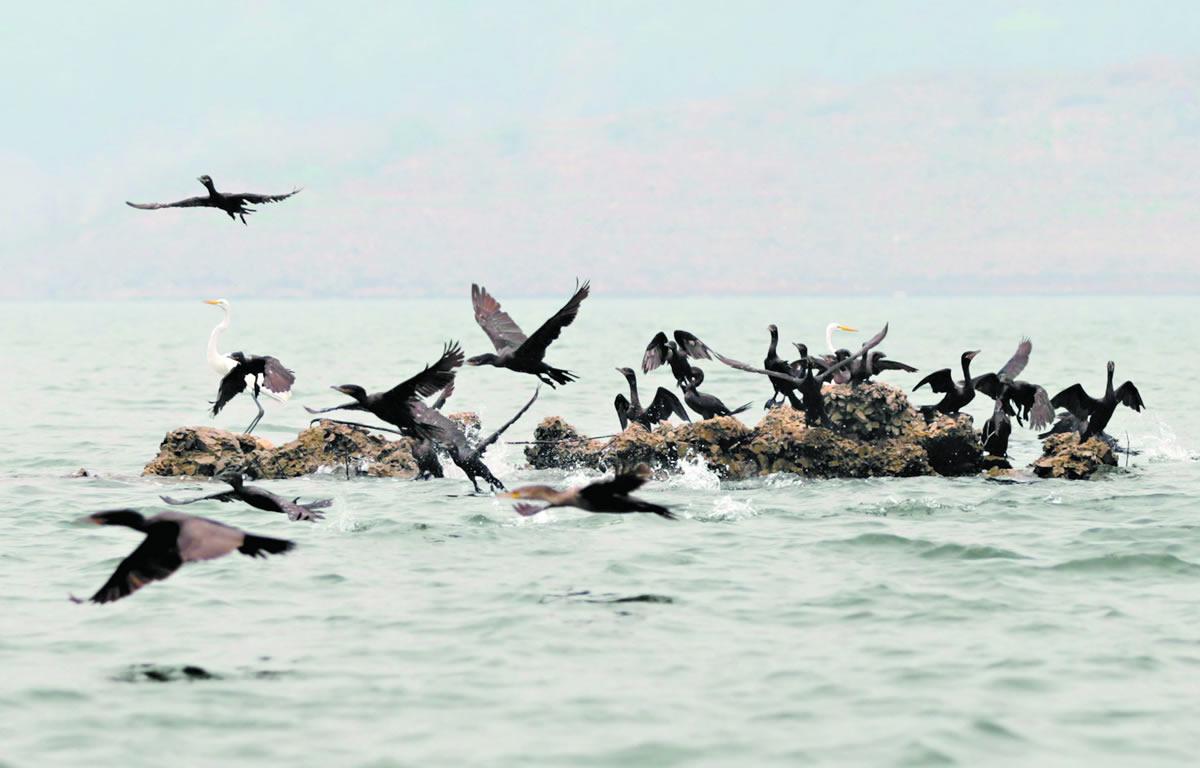 Miles de patos cormorán acaban con los peces de la represa El Cajón