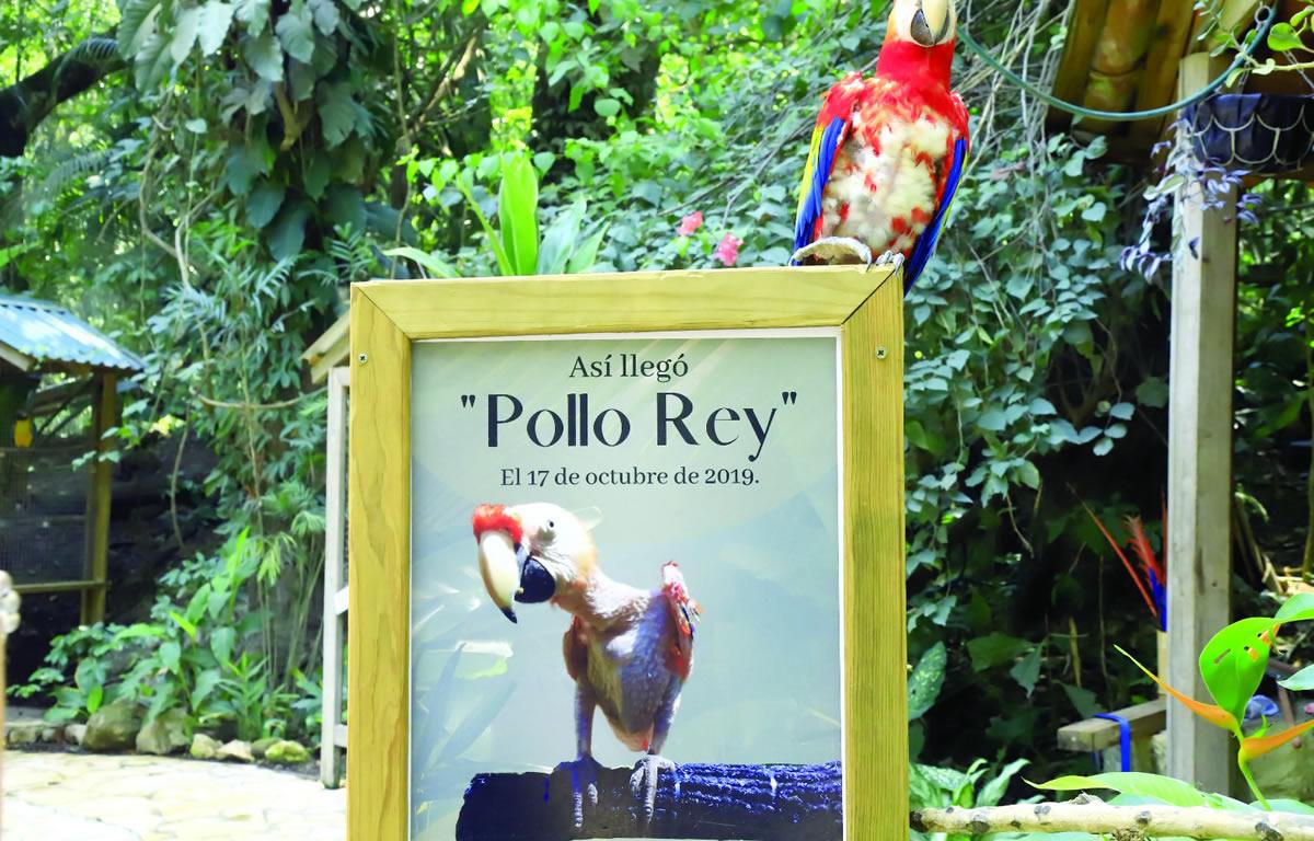 $!Temporada de crías: hay 28 guacamayas recién nacidas