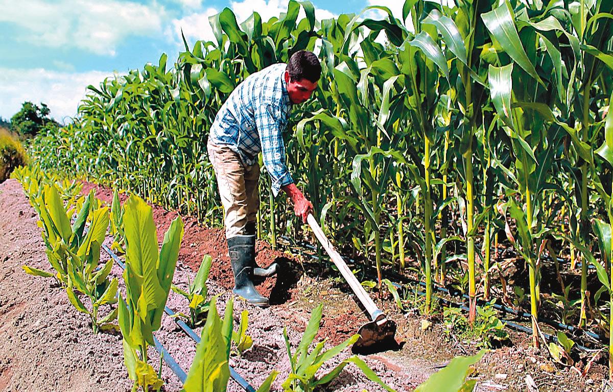 El Banhprovi apuesta a otros rubros en el país