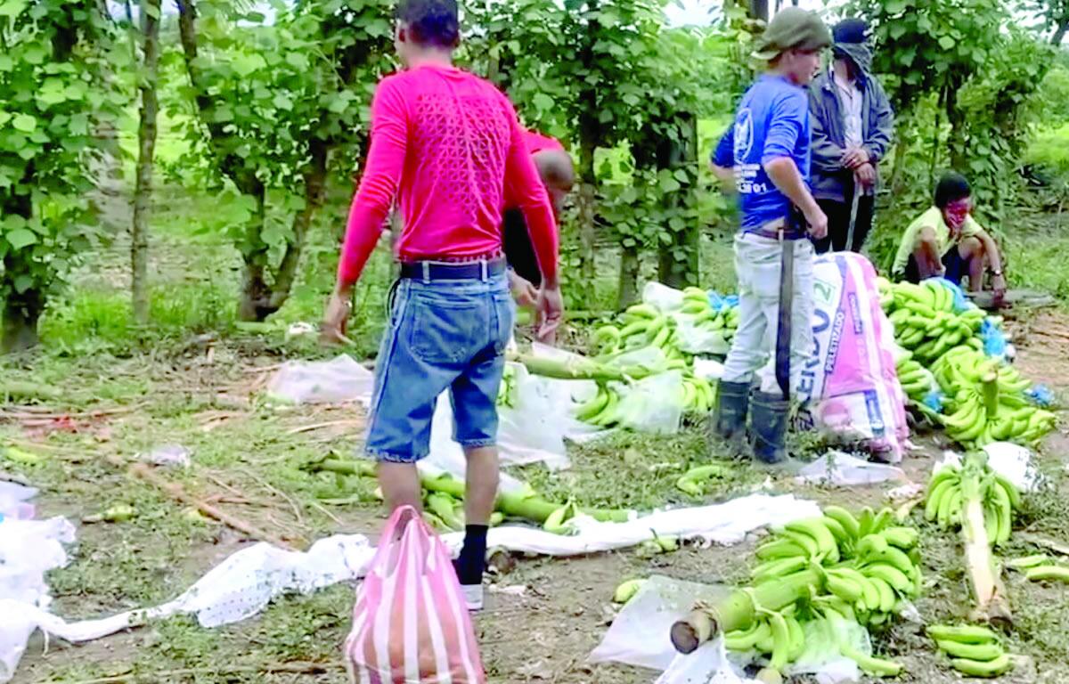 Baja exportación de banano por daños en fincas invadidas