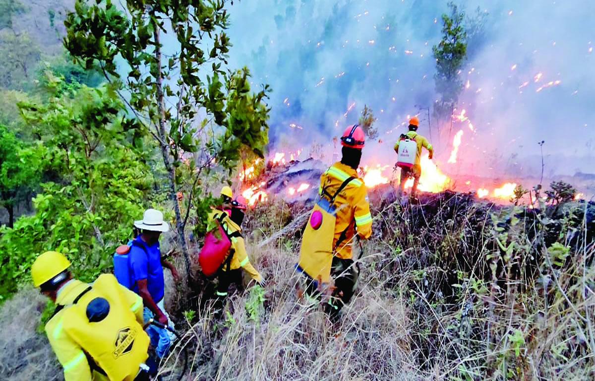 $!El 80% del territorio hondureño es de vocación forestal, según datos del ICF.