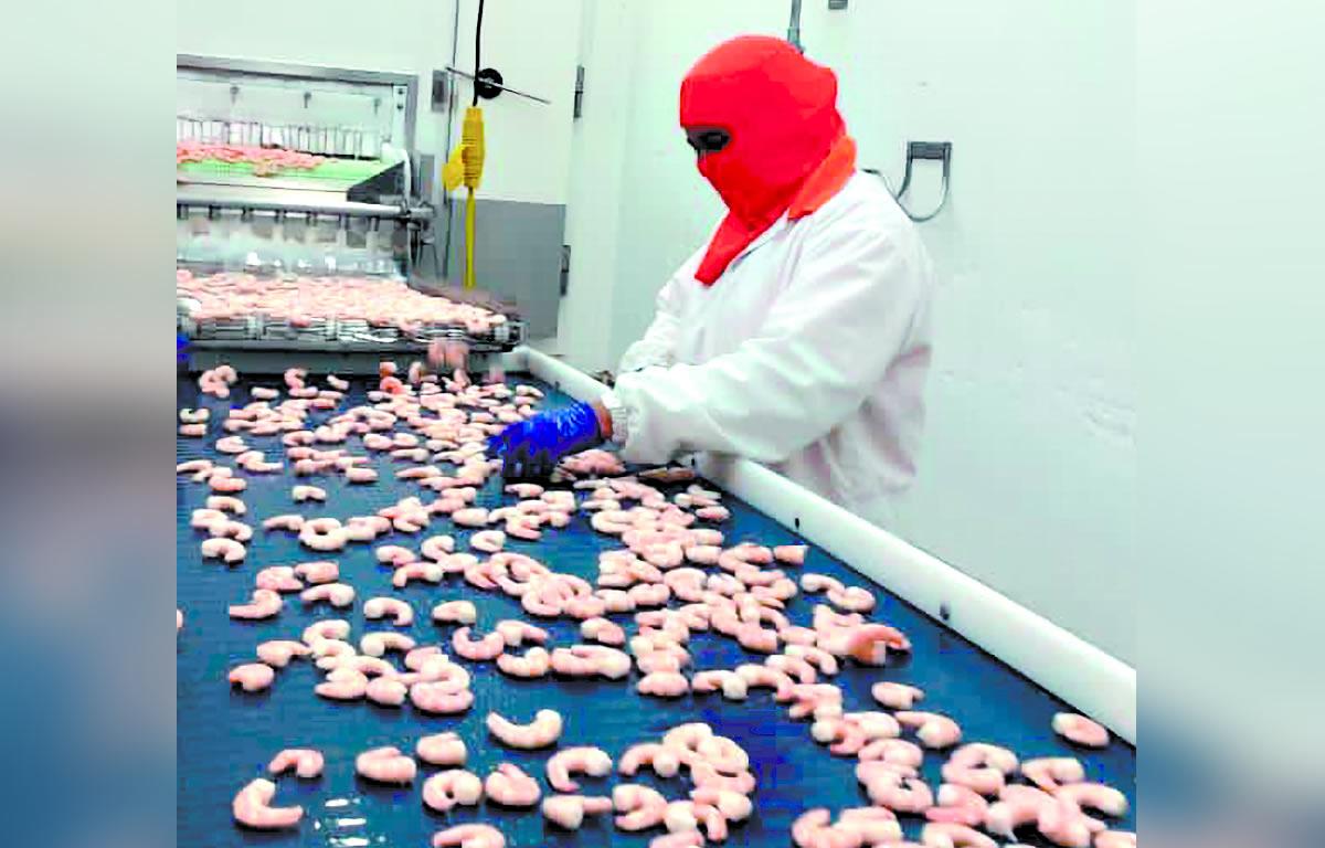 Productores de camarón a punto de vender sus fincas