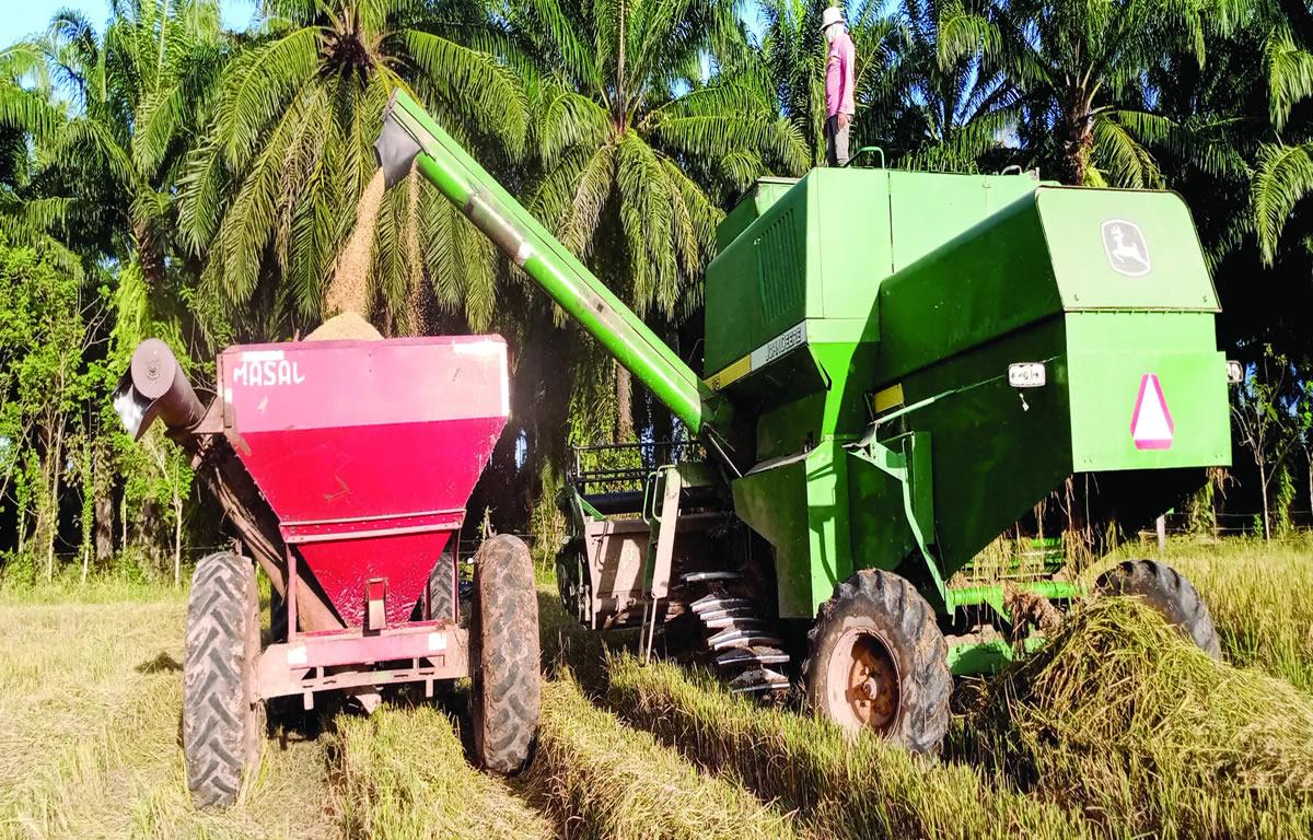Altos precios de insumos agobian a productores de arroz en el litoral